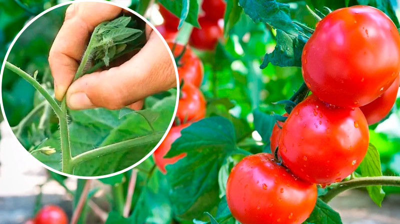 5 важных дел с томатами в августе: ускоряем созревание и наполняем плоды соком