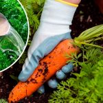 Августовская подкормка для сладкой и крупной моркови: мой проверенный способ