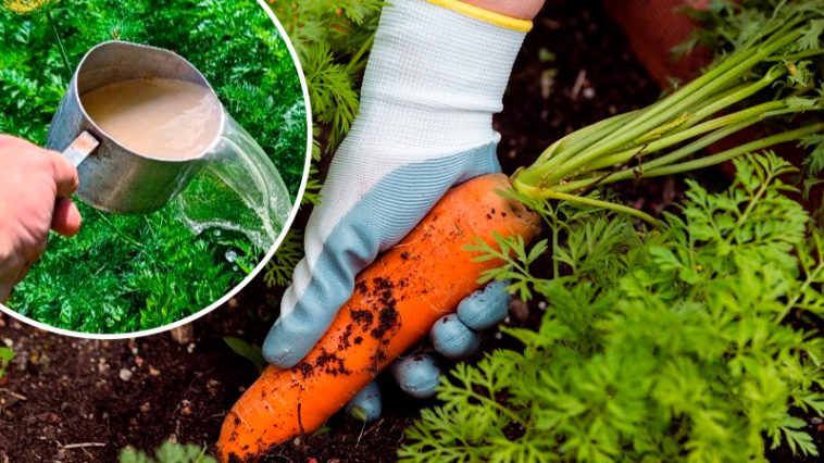 Августовская подкормка для сладкой и крупной моркови: мой проверенный способ