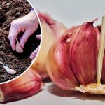 Когда сажать озимый чеснок осенью: лучшие сроки и советы по уходу