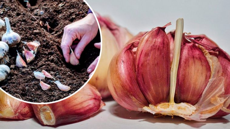 Когда сажать озимый чеснок осенью: лучшие сроки и советы по уходу