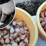 2 надёжных способа обработки чеснока перед озимой посадкой 🌱🧄 13 kru 10