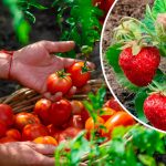 Можно ли сажать помидоры после клубники — важный вопрос для дачников 14 Можно ли сажать помидоры после клубники — важный вопрос для дачников