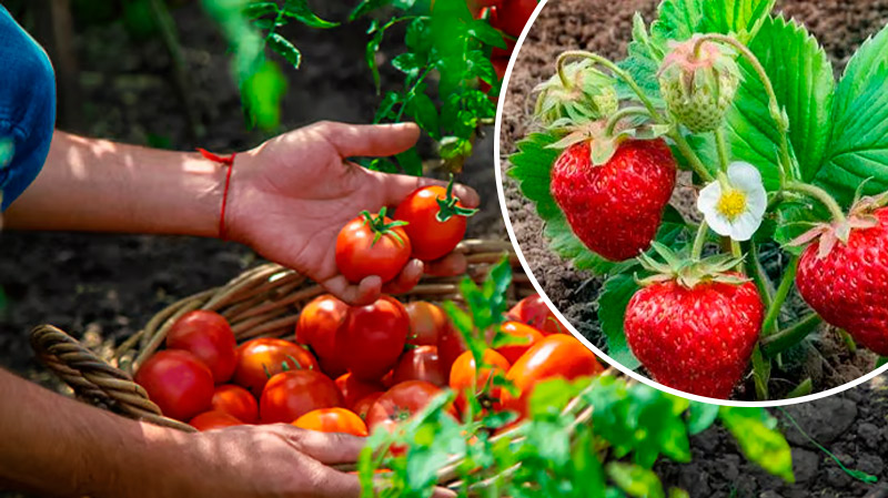 Можно ли сажать помидоры после клубники — важный вопрос для дачников