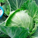 Августовский секрет огородников: чем полить капусту, чтобы кочаны были крупными и плотными 13 Августовский секрет огородников: чем полить капусту, чтобы кочаны были крупными и плотными
