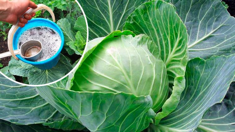Августовский секрет огородников: чем полить капусту, чтобы кочаны были крупными и плотными