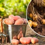 Почему сейчас не время копать картошку: секреты хорошего хранения 15 Почему сейчас не время копать картошку: секреты хорошего хранения