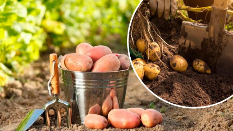 Почему сейчас не время копать картошку: секреты хорошего хранения