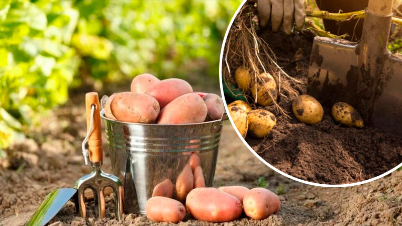 Почему сейчас не время копать картошку: секреты хорошего хранения