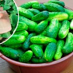 Подкормка огурцов в августе: два способа повысить жароустойчивость и стойкость к засухе 14 Подкормка огурцов в августе: два способа повысить жароустойчивость и стойкость к засухе