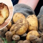 Что делать, если гниёт картофель: как спасти урожай и избежать гнили