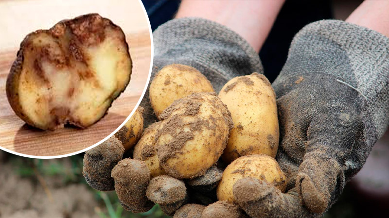 Что делать, если гниёт картофель: как спасти урожай и избежать гнили