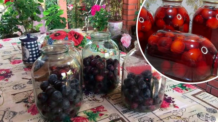 Сливовый компот с насыщенным вкусом и рубиновым оттенком