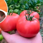 Как собрать семена томатов своими руками: пошаговый способ 16 Как собрать семена томатов своими руками: пошаговый способ