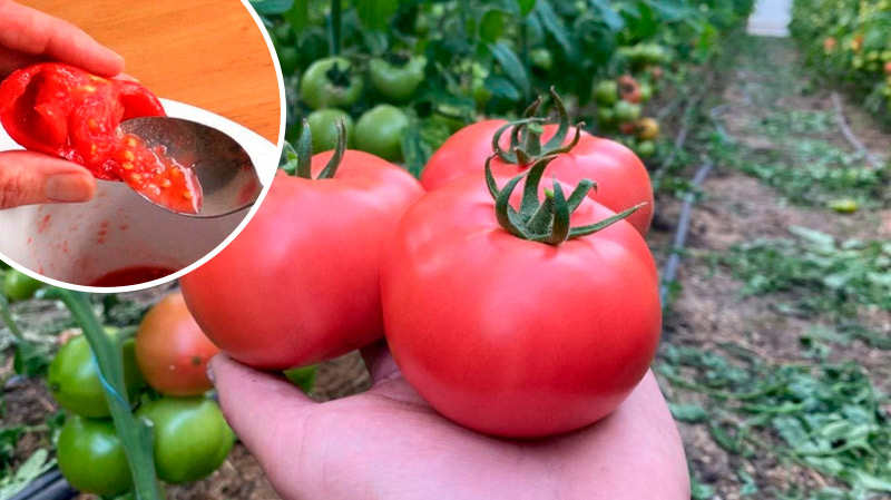 Как собрать семена томатов своими руками: пошаговый способ