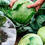 Не спешите убирать корни капусты: оставьте их зимовать в огороде