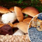 Универсальный маринад для грибов — рецепт, проверенный временем 15 Универсальный маринад для грибов — рецепт, проверенный временем