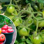 Не ждите беды — спасайте урожай: что делать при фитофторе на помидорах