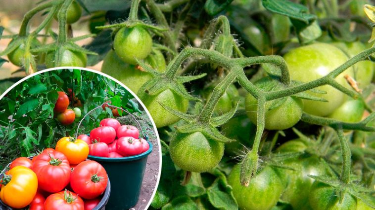 Не ждите беды — спасайте урожай: что делать при фитофторе на помидорах