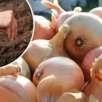 Убрали лук? Не оставляйте грядку пустой! 14 Убрали лук? Не оставляйте грядку пустой!