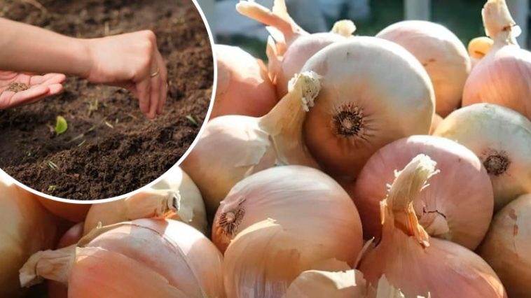 Убрали лук? Не оставляйте грядку пустой!