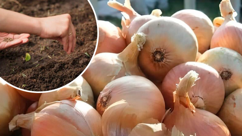 Убрали лук? Не оставляйте грядку пустой!