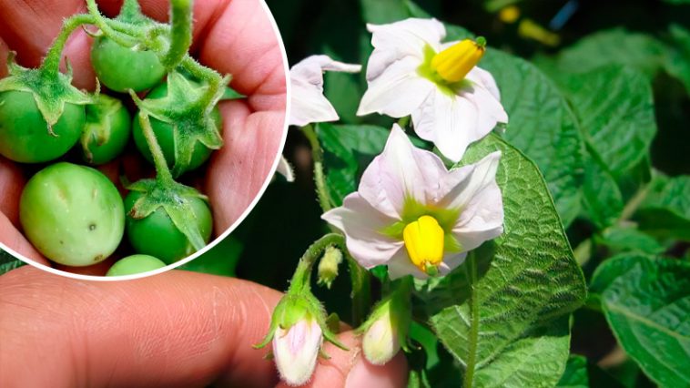 Зелёные «помидорки» на ботве картошки — что это и стоит ли их удалять?