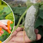 Что делать, если на огурцах появилась белая гниль: как лечить и чем подкармливать