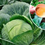 Августовская подкормка капусты: кочаны будут плотными и отлично хранятся! 12 Августовская подкормка капусты: кочаны будут плотными и отлично хранятся!