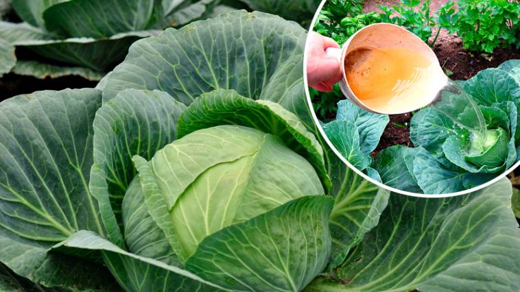 Августовская подкормка капусты: кочаны будут плотными и отлично хранятся!