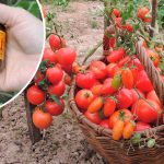 Уникальный рецепт от фитофторы: смешайте йод с этим средством — и ваши томаты спасены!