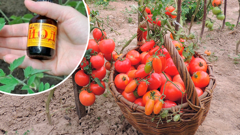 Уникальный рецепт от фитофторы: смешайте йод с этим средством — и ваши томаты спасены!