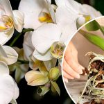 Не рискуйте орхидеей! Правильная обрезка воздушных корней без вреда для растения 14 Не рискуйте орхидеей! Правильная обрезка воздушных корней без вреда для растения