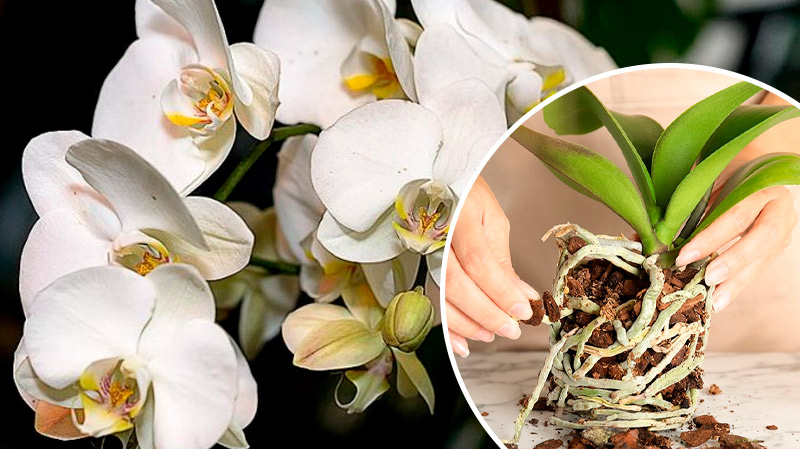 Не рискуйте орхидеей! Правильная обрезка воздушных корней без вреда для растения