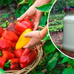 3 народные подкормки для перца, которые всегда работают!