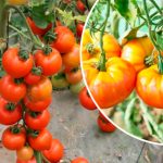 Как спасти помидоры от «жёлтых плечиков»: 3 ошибки, которые нельзя допускать