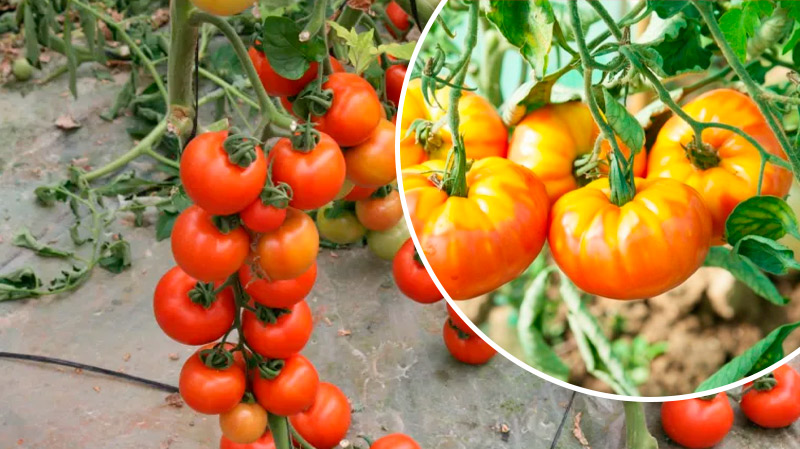Как спасти помидоры от «жёлтых плечиков»: 3 ошибки, которые нельзя допускать
