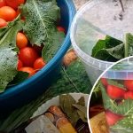 Квашенные помидоры на зиму – два простых рецепта для идеальной закуски!