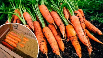 Секреты хранения моркови зимой: как сохранить урожай до весны