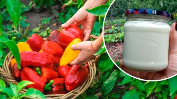 3 народные подкормки для перца, которые всегда работают!