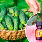 Йод и зелёнка — тайный ингредиент щедрого урожая огурцов!