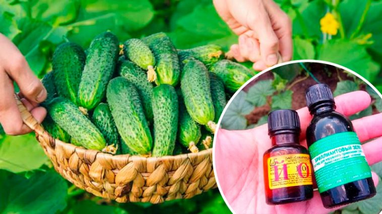 Йод и зелёнка — тайный ингредиент щедрого урожая огурцов!