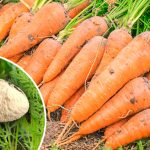 Сладкая и крупная морковь: августовская подкормка для хорошего урожая