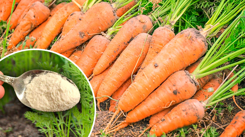 Сладкая и крупная морковь: августовская подкормка для хорошего урожая