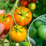 Очень простой и эффективный способ ускорить покраснение помидоров прямо на кусте 14 Очень простой и эффективный способ ускорить покраснение помидоров прямо на кусте