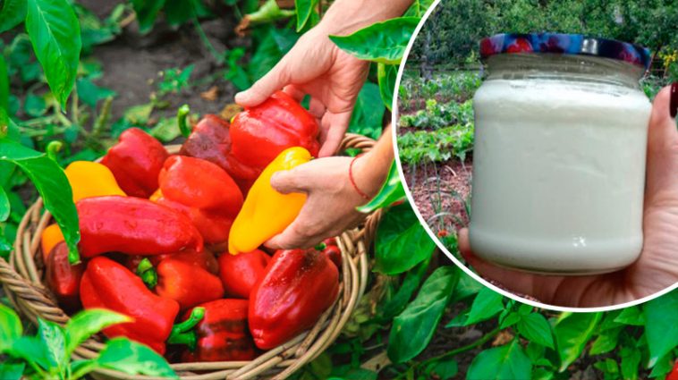 3 народные подкормки для перца, которые всегда работают!