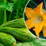 Пора действовать! Зачем в августе обрывать женские цветки на кабачках и тыквах 11 Пора действовать! Зачем в августе обрывать женские цветки на кабачках и тыквах