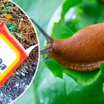 Сода против слизней: проверенный способ для дачи 12 Сода против слизней: проверенный способ для дачи