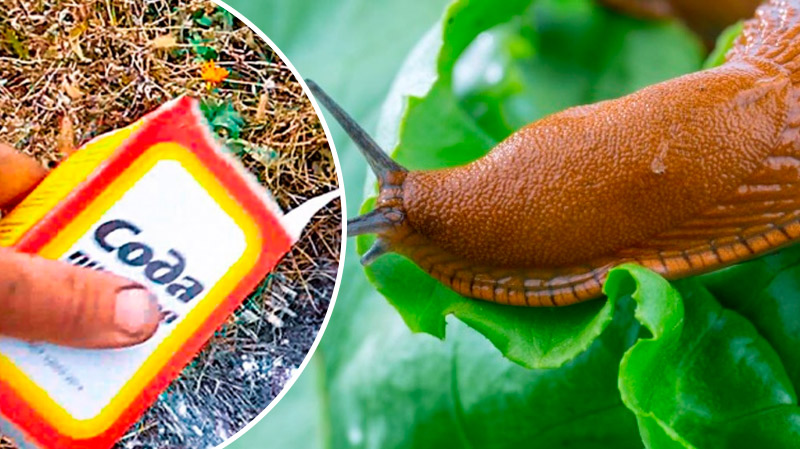 Сода против слизней: проверенный способ для дачи