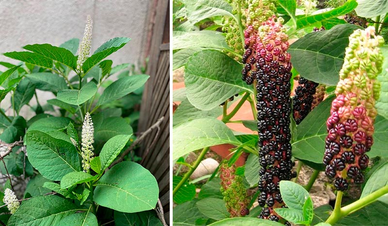 Лаконос ягодный: скрытая опасность во дворе